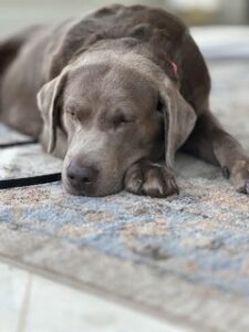 Silver Labrador Retriever