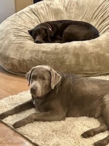 Silver Labrador Retriever