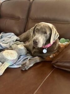 Silver Labrador Retriever