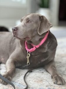 Silver Labrador Retriever