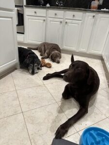 Silver Labrador Retriever