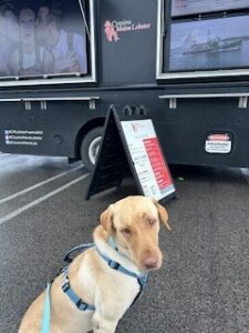 Yellow Labrador Retriever