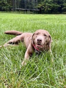 Silver Labrador Retriever