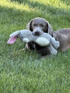 Silver Labrador Retriever