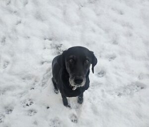 Black Labrador Mix