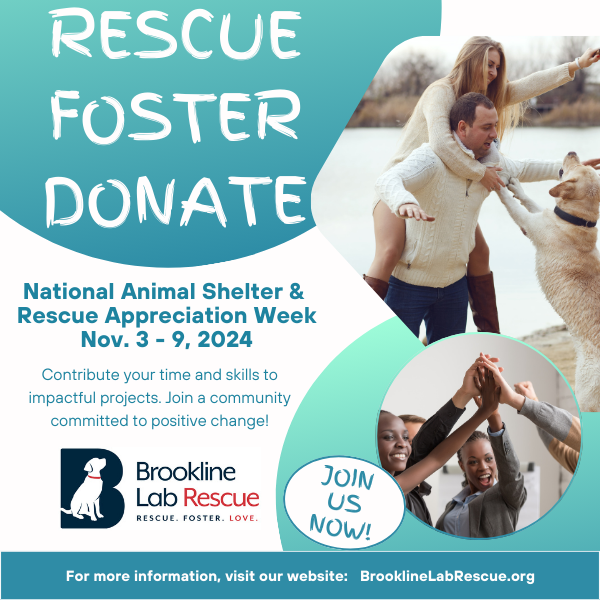 rescue, foster, donate, rescue appreciation week, positive change, impactful projects