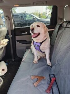 Yellow Labrador Retriever