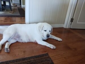 Yellow Labrador Retriever