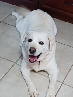 Yellow Labrador Retriever