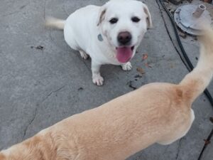 Yellow Labrador Retriever