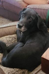 Black Labrador Retreiver Mix