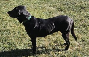 Black Labrador Retreiver Mix