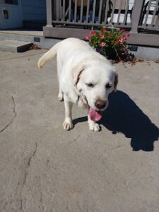 Yellow Labrador Retriever