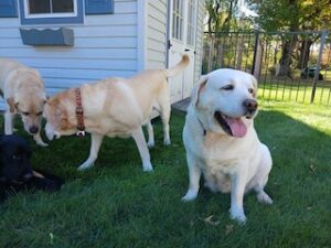 Yellow Labrador Retriever