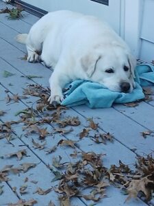 Yellow Labrador Retriever