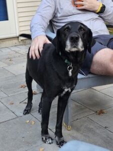 Black Labrador Mix