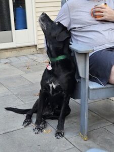 Black Labrador Mix