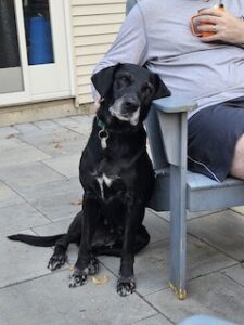 Black Labrador Mix