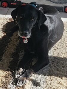 Black Labrador Mix