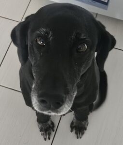 Black Labrador Retriever