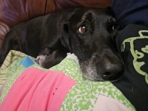 Black Labrador Mix