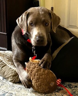 Chocolate Labrador Retriever