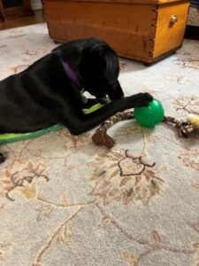 Black Labrador Retriever mix