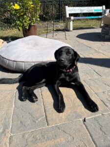 Black Labrador