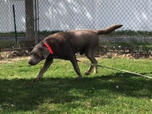 Silver Labrador Retriever