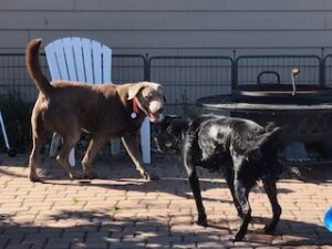 Silver Labrador Retriever