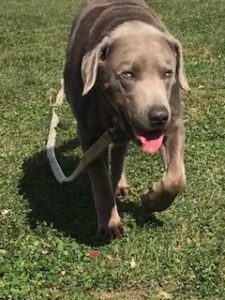 Silver Labrador Retriever