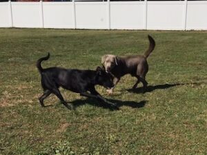 Silver Labrador Retriever