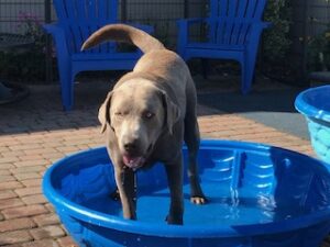 Silver Labrador Retriever