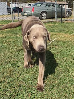 Silver Labrador Retriever