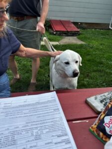 Yellow Labrador Retriever