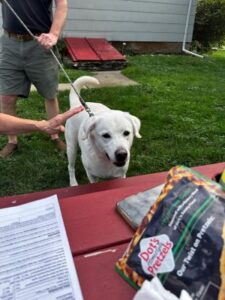 Yellow Labrador Retriever