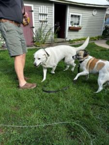 Yellow Labrador Retriever