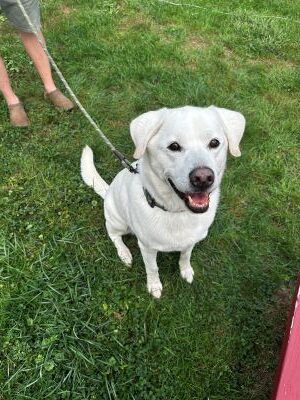 Yellow Labrador Retriever