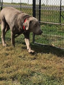 Silver Labrador Retriever