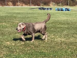 Silver Labrador Retriever