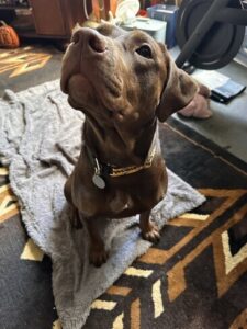 chocolate Labrador Retriever