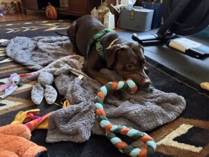 chocolate Labrador Retriever