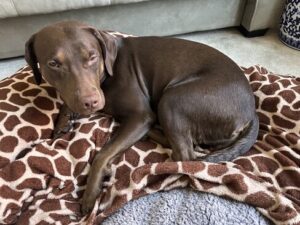 chocolate Labrador Retriever