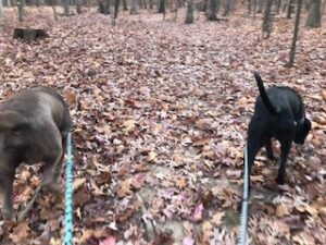 Silver Labrador Retriever