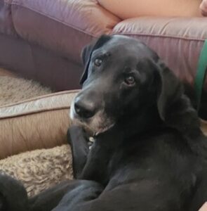 Black Labrador Retreiver Mix