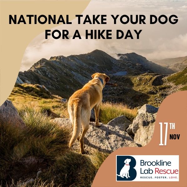 time to take your dog for a hike