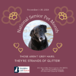 Silver Muzzle, strands of glitter, senior pet month