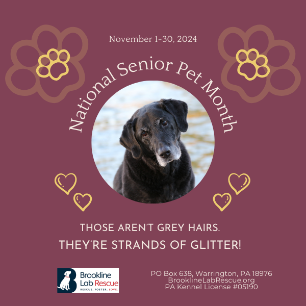 Silver Muzzle, strands of glitter, senior pet month