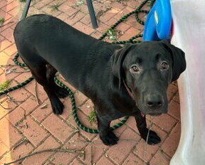 Black Labrador Retriever