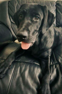 Black Labrador Retriever